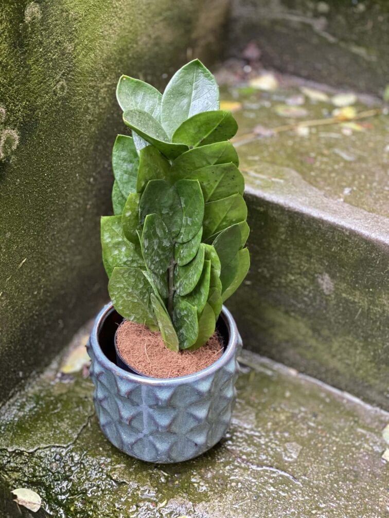 Zdjęcie rośliny Zamioculcas Supreme, ujęcie 1