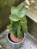Zdjęcie rośliny Zamioculcas Supreme, ujęcie 2