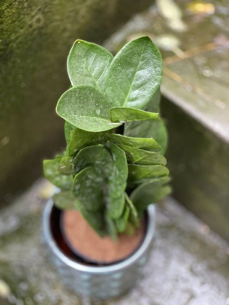 Zdjęcie rośliny Zamioculcas Supreme, ujęcie 2