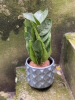 Zdjęcie rośliny Zamioculcas Supreme, ujęcie 3