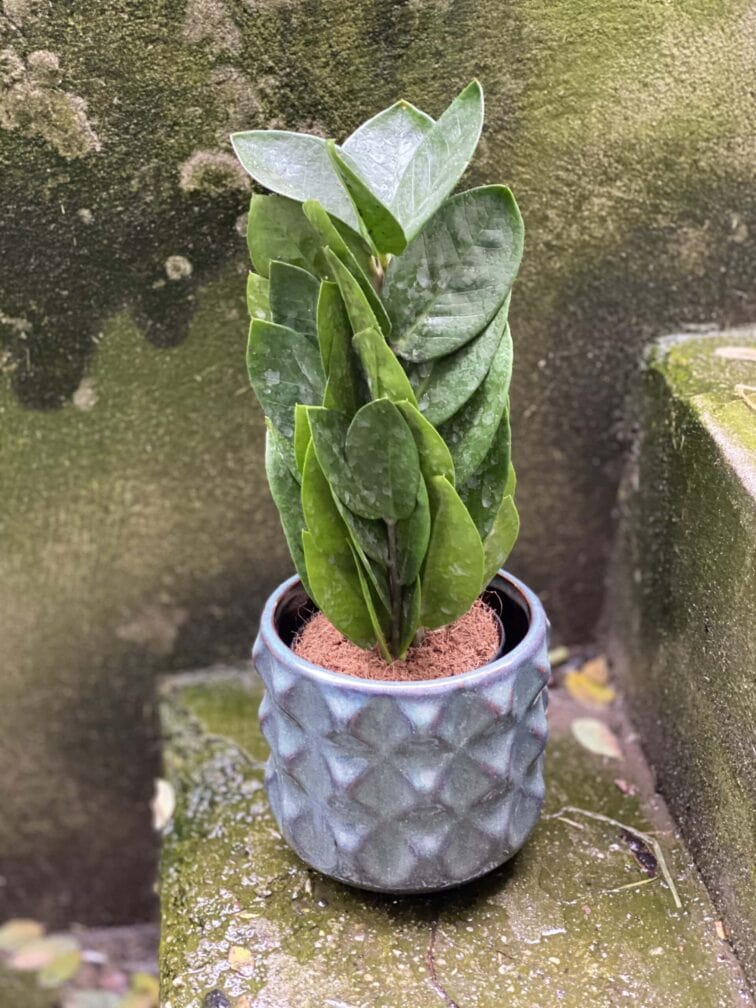 Zdjęcie rośliny Zamioculcas Supreme, ujęcie 3