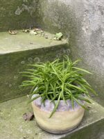 Zdjęcie doniczki lub oslonki: Osłonka Siegward 12x13 cm, ujęcie 2