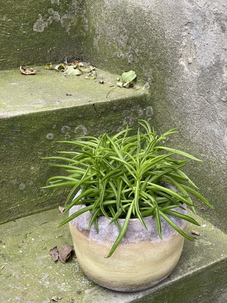 Zdjęcie doniczki lub oslonki: Osłonka Siegward 12x13 cm, ujęcie 2