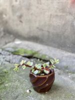 Zdjęcie doniczki lub oslonki: Osłonka twist purple 5x7 cm, ujęcie 2