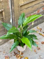 Zdjęcie rośliny Spathiphyllum Sweet Chico ( skrzydłokwiat), ujęcie 1