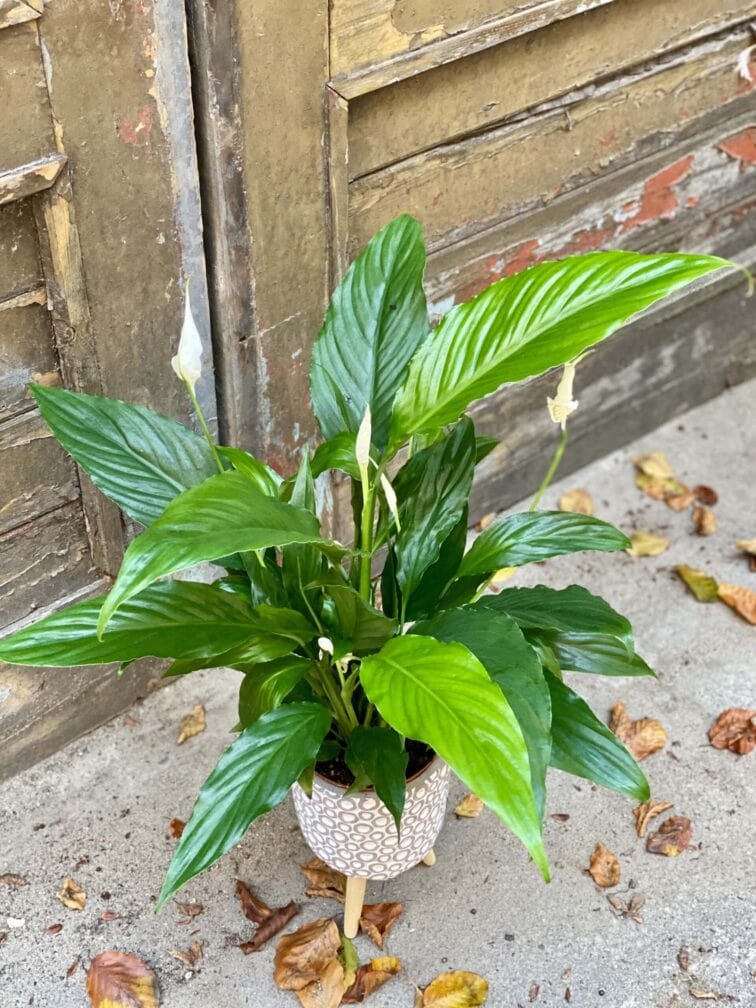 Zdjęcie rośliny Spathiphyllum Sweet Chico ( skrzydłokwiat), ujęcie 1