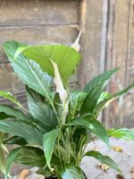 Zdjęcie rośliny Spathiphyllum Sweet Chico ( skrzydłokwiat), ujęcie 2