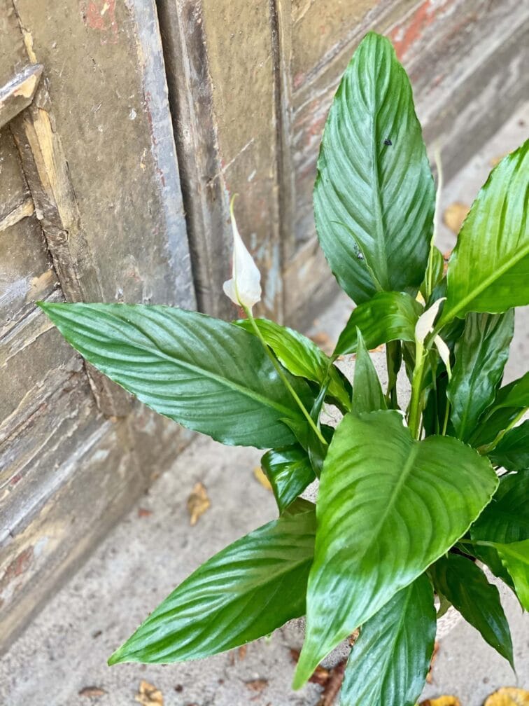 Zdjęcie rośliny Spathiphyllum Sweet Chico ( skrzydłokwiat), ujęcie 3