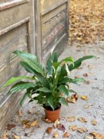 Zdjęcie rośliny Spathiphyllum Sweet Chico ( skrzydłokwiat), ujęcie 4