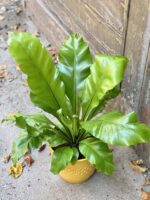 Zdjęcie rośliny Asplenium nidus (Zanokcica Gniazdowa), ujęcie 1