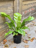 Zdjęcie rośliny Asplenium nidus (Zanokcica Gniazdowa), ujęcie 2