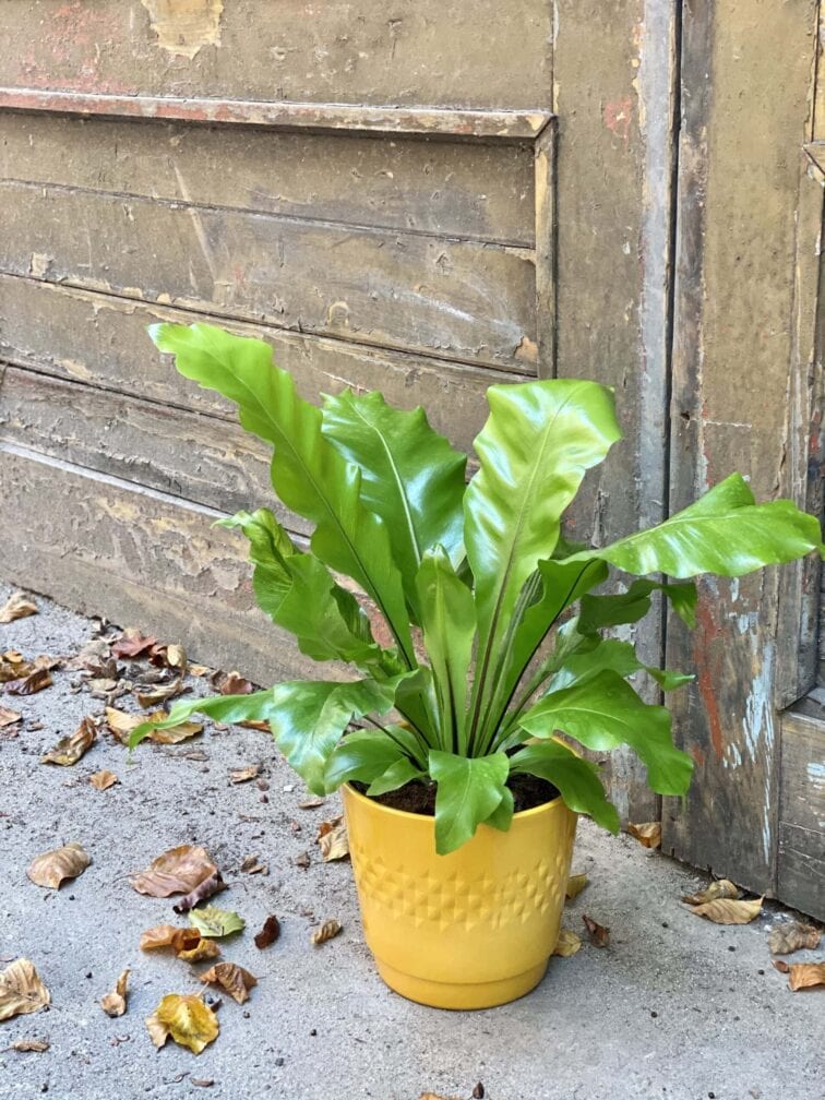 Zdjęcie rośliny Asplenium nidus (Zanokcica Gniazdowa), ujęcie 3