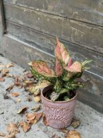 Zdjęcie rośliny Aglaonema Red Valentine, ujęcie 1
