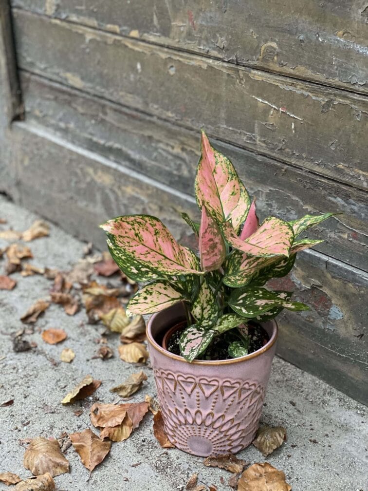 Zdjęcie rośliny Aglaonema Red Valentine, ujęcie 1