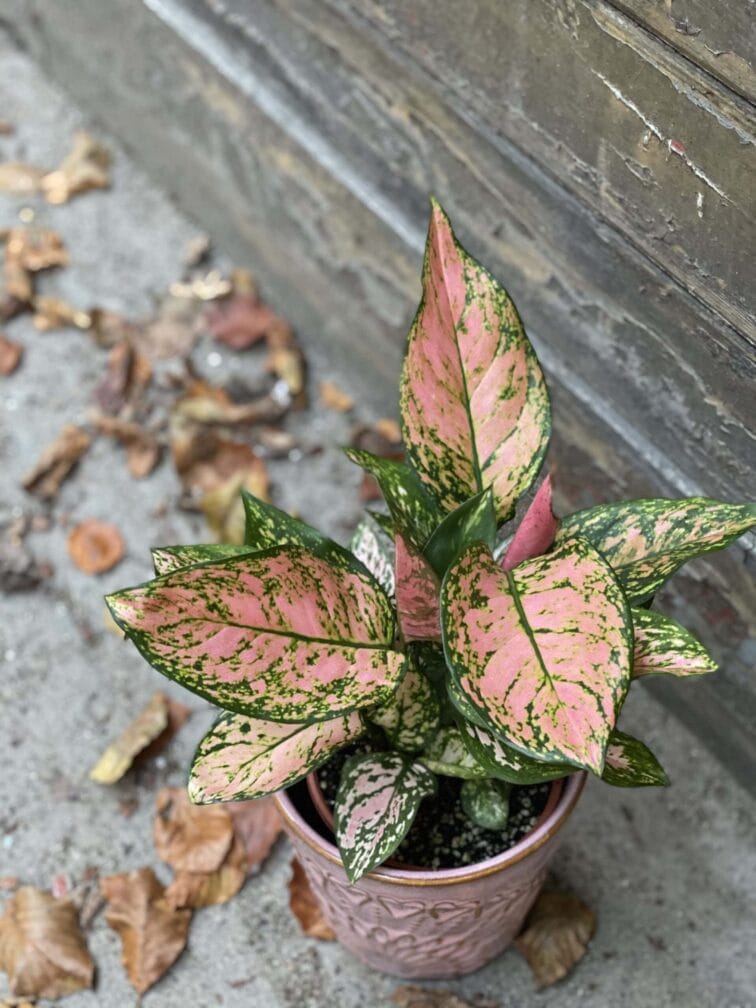 Zdjęcie rośliny Aglaonema Red Valentine, ujęcie 2