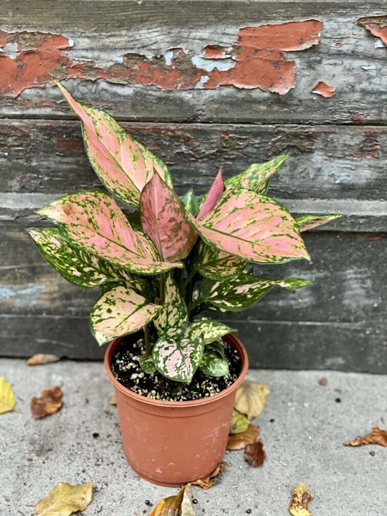 Zdjęcie rośliny Aglaonema Red Valentine, ujęcie 3