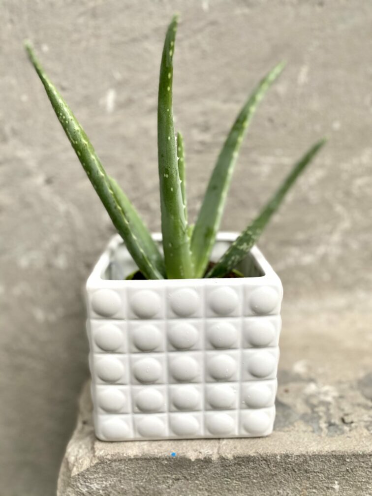 Zdjęcie doniczki lub oslonki: Oslonka Śnieżna Pantera 11x12 cm, ujęcie 2