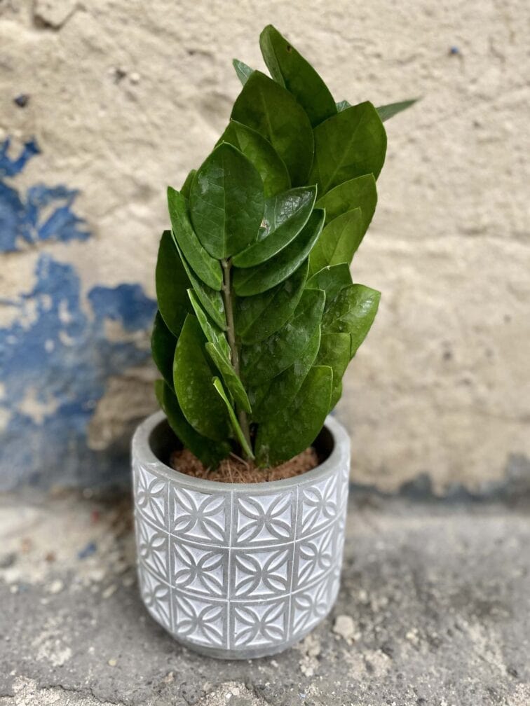 Zdjęcie doniczki lub oslonki: Osłonka Hermiona 12x12 cm, ujęcie 2