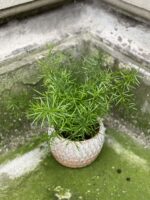 Zdjęcie rośliny Asparagus densiflorus "Sprengeri", ujęcie 1