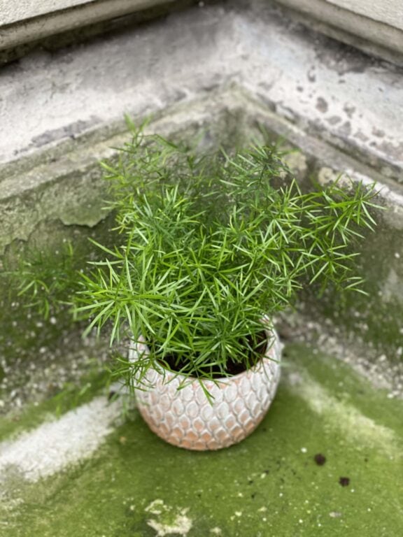 Zdjęcie rośliny Asparagus densiflorus "Sprengeri", ujęcie 1