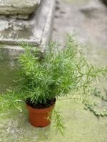 Zdjęcie rośliny Asparagus densiflorus "Sprengeri", ujęcie 2