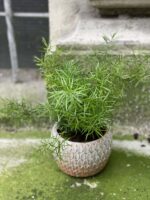 Zdjęcie rośliny Asparagus densiflorus "Sprengeri", ujęcie 3