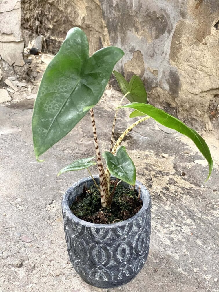 Zdjęcie rośliny Alocasia Zebrina, ujęcie 2