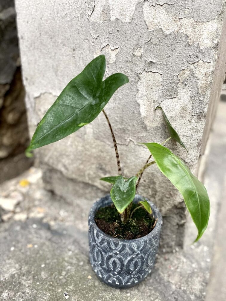Zdjęcie rośliny Alocasia Zebrina, ujęcie 3