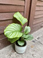 Zdjęcie rośliny Calathea Orbifolia, ujęcie 1