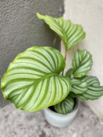 Zdjęcie rośliny Calathea Orbifolia, ujęcie 2