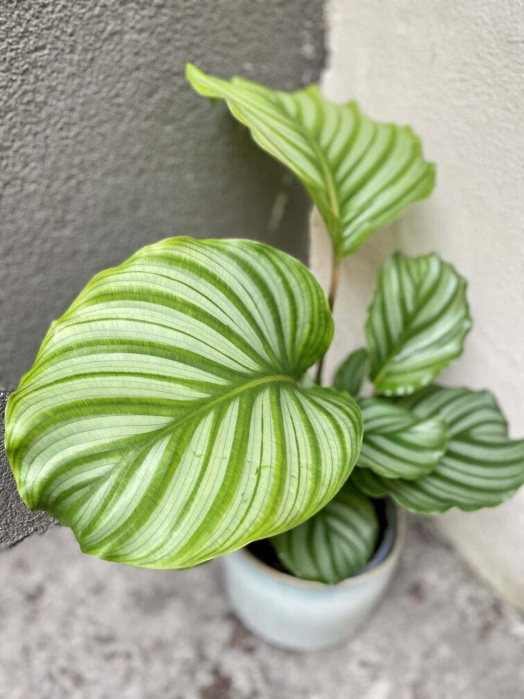 Zdjęcie rośliny Calathea Orbifolia, ujęcie 2