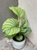 Zdjęcie rośliny Calathea Orbifolia, ujęcie 3