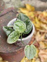 Zdjęcie rośliny Scindapsus pictus Silvery Ann, ujęcie 1