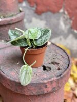 Zdjęcie rośliny Scindapsus pictus Silvery Ann, ujęcie 2