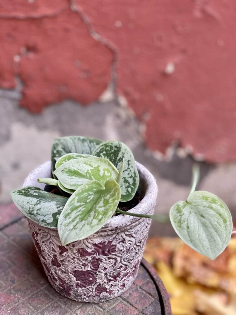 Zdjęcie rośliny Scindapsus pictus Silvery Ann, ujęcie 3