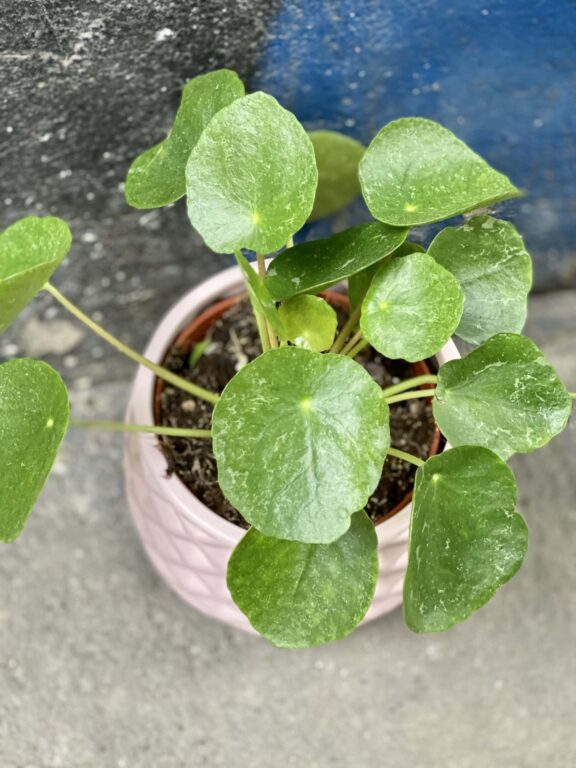 Zdjęcie rośliny Pilea peperomioides Sugar, ujęcie 1