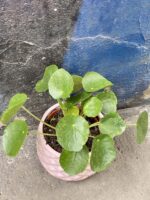 Zdjęcie rośliny Pilea peperomioides Sugar, ujęcie 2