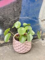 Zdjęcie rośliny Pilea peperomioides Sugar, ujęcie 3