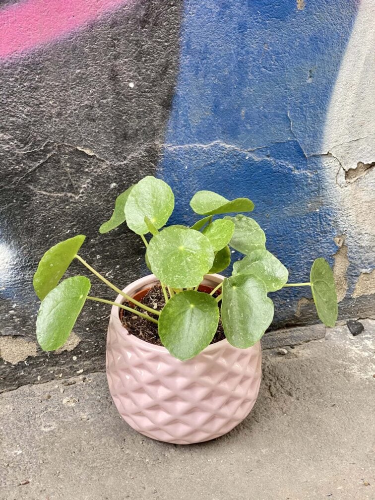 Zdjęcie rośliny Pilea peperomioides Sugar, ujęcie 3