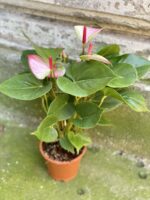 Zdjęcie rośliny Anthurium Fantasy Love, ujęcie 1