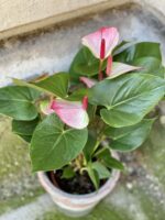 Zdjęcie rośliny Anthurium Fantasy Love, ujęcie 2