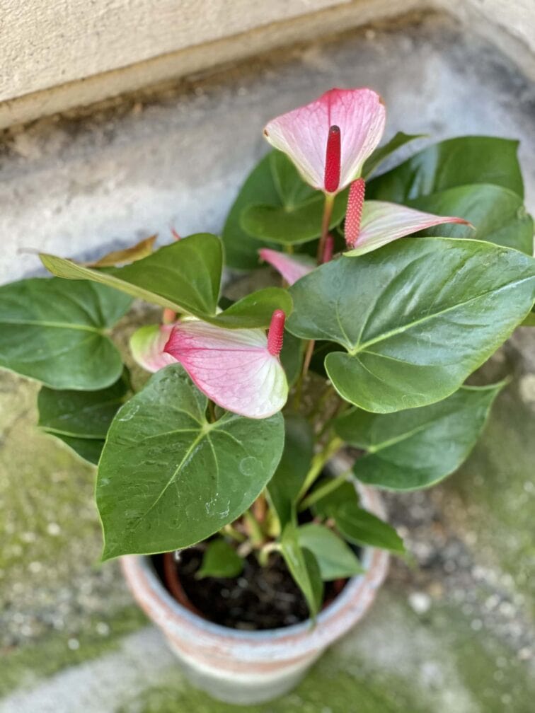 Zdjęcie rośliny Anthurium Fantasy Love, ujęcie 2
