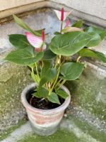 Zdjęcie rośliny Anthurium Fantasy Love, ujęcie 3