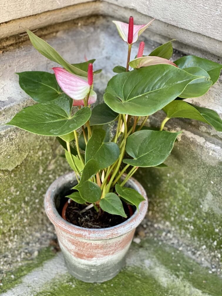 Zdjęcie rośliny Anthurium Fantasy Love, ujęcie 3