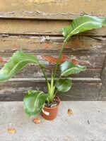Zdjęcie rośliny Strelitzia Nicolai, ujęcie 1