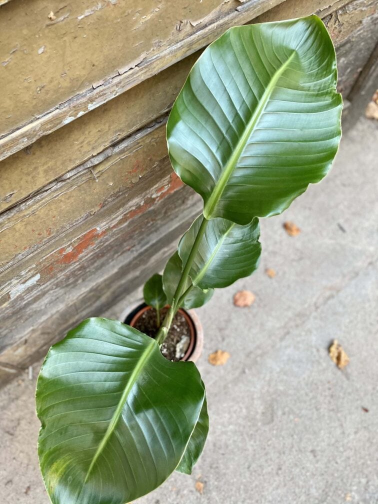 Zdjęcie rośliny Strelitzia Nicolai, ujęcie 2