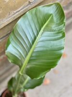 Zdjęcie rośliny Strelitzia Nicolai, ujęcie 3
