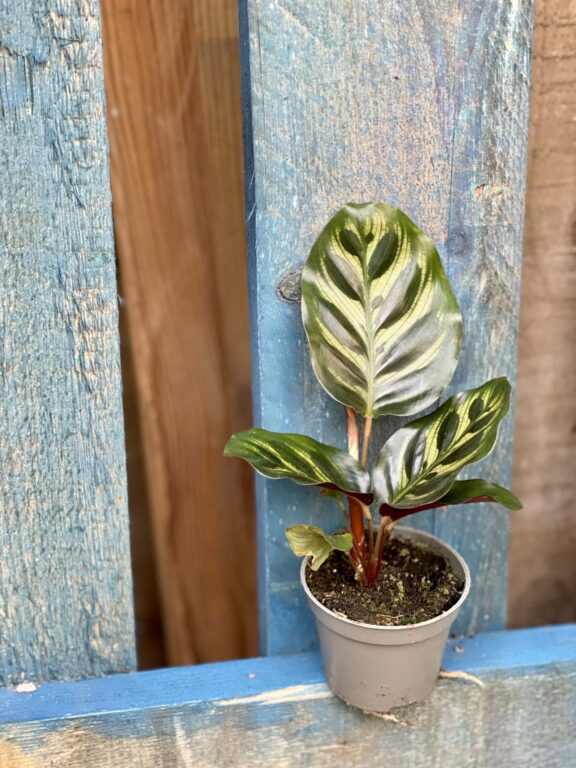 Zdjęcie rośliny Calathea Makoyana, ujęcie 1