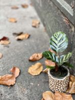 Zdjęcie rośliny Calathea Makoyana, ujęcie 2