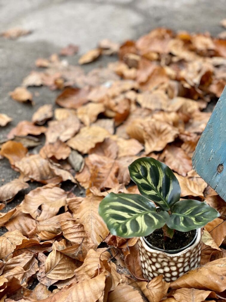 Zdjęcie rośliny Calathea Makoyana, ujęcie 3